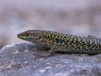 Podarcis siculus 2, Saxifraga-Edo van Uchelen